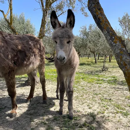 Apartment Claudia - B Crotone