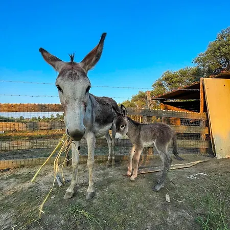 Claudia - B Apartment