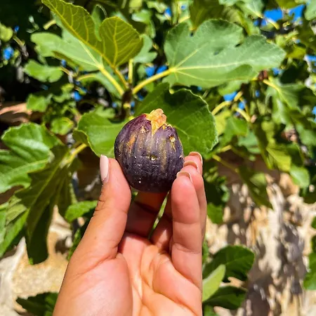 Apartment Claudia - B *